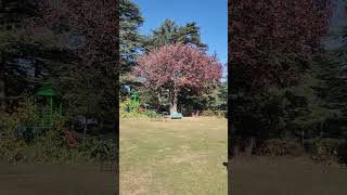 Chail Palace Outside View Shimla Himachal Pradesh [upl. by Weibel]