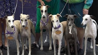 Whippets Take Over Madison Square Garden to Celebrate 125 Years in the renowned competition [upl. by Armmat]