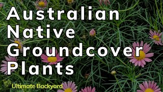 14 Australian Native Groundcover Plants for Your Garden [upl. by Remoh682]