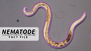 Nematoda Facts ROUNDWORM Facts and Information  Animal Fact Files [upl. by Notlih540]