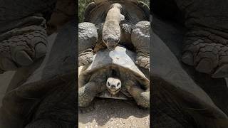 A 109 Year Old Tortoise gatorland tortoise love [upl. by Colene553]