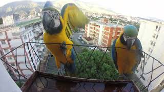 Guacamayos azules y amarillos Un espectáculo de colores en el bebedero Aves en mi balcón [upl. by Conger794]