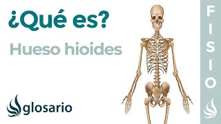 Hueso HIOIDES  Qué es significado dónde está función y lesiones [upl. by Santa]