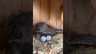 வித்தியாசமான ஆந்தைகள்  Amazing Burrowing Owl  Tamil Info Share shorts [upl. by Lattonia25]