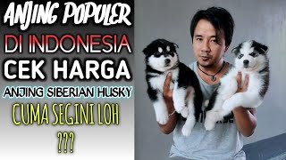 Cek harga anjing ras jenis SIBERIAN HUSKY  anjing paling popular di indonesia [upl. by Oirom879]