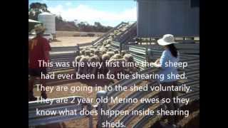 Stress Free Stockmanship letting sheep into a shearing shed [upl. by Dawkins301]