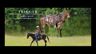 quotMeet Triggerquot Bay Mule Gelding For Sale All AroundRanchTrail [upl. by Hgielek931]