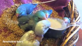 quotSpoon Feeding Baby Pacific Parrotletsquot  Parrotletbirds [upl. by Alwin785]