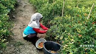 Panen cabe [upl. by Ydiarf647]