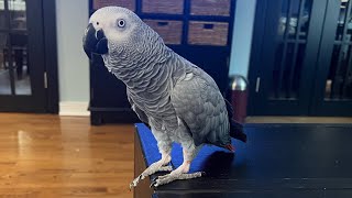 A few minutes with Symon this afternoon🦜talkingparrot learningtotalk africangrey parrot birds [upl. by Zolner]