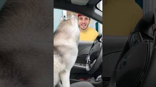 Il mio CANE ORDINA al McDrive 🐶🚘🍟🍔 cane dog mcdonalds comico comedy [upl. by Cranston]