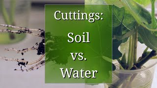 Plant Propagation by Cuttings in Water vs Potting Soil [upl. by Rame280]