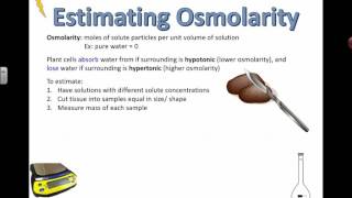 Measuring Osmolarity IB Bio 2015 [upl. by Iyre560]