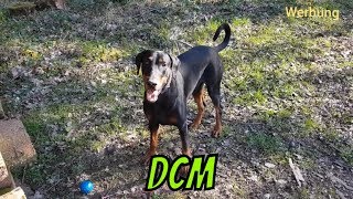 Dobermann DCM [upl. by Swagerty]