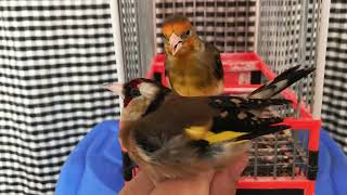 Mulet de chardonneret accouplé la femelle de chardonneret  mule goldfinch X female of goldfinch [upl. by Eelaroc266]