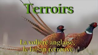 Terroirs  La volière anglaise le faisan retrouvé [upl. by Detta]