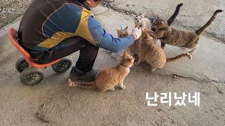 Feeding country cats chews 시골 고양이들 츄르 먹는날 [upl. by Carma852]