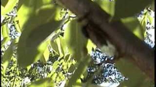 Cicadas in Princeton NJ in 2004 Brood X 17 Years Ago [upl. by Malha311]