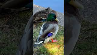 Mallard duck and its sounds birdnoises mallardduck ducks minnesotawildlife [upl. by Stclair]