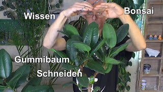 Gummibaum Rückschnitt Schneiden und umtopfen Ficus Elastica klein halten [upl. by Ardnuhsed108]