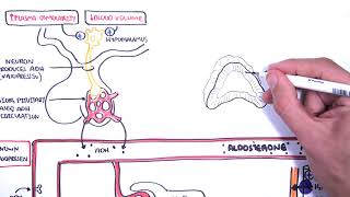 Hormones in body fluid homestasis ADHvasopressin Aldosterone and Natriuretic peptides [upl. by Ebert]