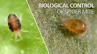 Biological control of spider mite  Neoseiulus californicus [upl. by Rogozen616]