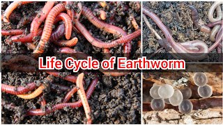 Life Cycle of an Earthworm  An Earthworms Life  Earthworm  Life cycle of Earthworm [upl. by Ahseinod286]