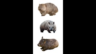 Types Of Wombats  3 Species Of Wombat wombats marsupials [upl. by Alvarez379]