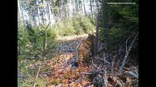 Wildkatze Aufstellen eines Lockstocks I Monitoring I DIY [upl. by Feld662]