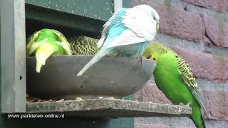 Volièrevogels  Aviarybirds  Budgerigars – Wellensittiche – Parakeet sounds  Parkieten geluiden [upl. by Gar]