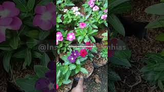 Bunga Vinca Import [upl. by Vas631]