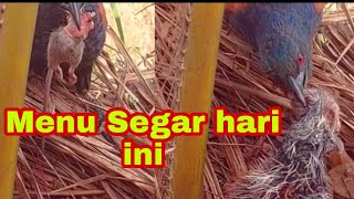 TIKUS BESAR DAN ANAK BURUNG SEGAR JADI SANTAPAN LEZAT HARI INI [upl. by Gotthard306]