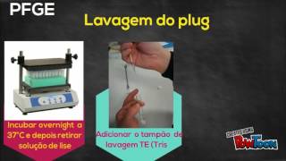 PFGE Pulsed field gel electrophoresis  Técnicas de Biologia molecular [upl. by Rehpotsirh]