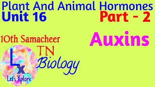 10 std BioUnit 16 Plant and animal hormones Auxin Part 2 Samacheer Kalvi TN [upl. by Jacques]