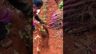 Use A Special Shovel Tool To Dig Genetically Modified Yam Planted In HighLevel Laterite Soil [upl. by Mimi]