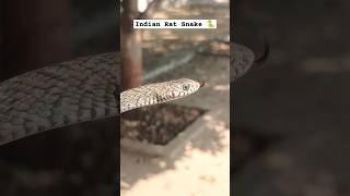 Rescue Big Size Rat Snake 🐍rakhopufoundation snake snakefriendrk viralvideo wildlife rescue [upl. by Manara]