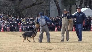 警察犬が走る！吠える！噛み付く！警察犬警戒作業訓練 平成29年 栃木県警察年頭視閲式 [upl. by Joycelin]