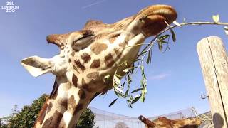 Meet the giraffes at ZSL London Zoo [upl. by Dunc]