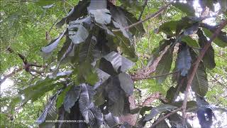 Chrysophyllum imperiale Sao Paulo Botanical Garden Brazil 11 2 2019 Antonio Silveira [upl. by Peppi]