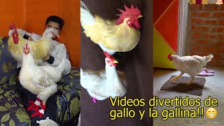 Recopilación Videos divertidos de gallo y gallina  LinoElGalloConBotas [upl. by Atikehs]