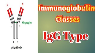 Types of antibodyimmunoglobulin classesIgG antibody [upl. by Issirk]