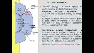 Glucose reabsorption splay transport maximum Tm [upl. by Nessnaj734]