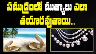 సముద్రంలో ముత్యాలు ఎలా తయారవుతాయి  Samudramlo muthyalu How pearls are created telugu Sumantv Life [upl. by Ailaza]