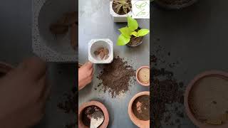 Repotting a pothos plant stepbystep to a healthier happier plant 🌱 zeeplants [upl. by Ahrens]