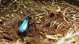 Spider wasp Pompilidae parasitizing wolf spider Lycosidae [upl. by Elrebma]