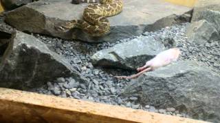 Crotalus oreganus helleri Mouse shock [upl. by Dougall]