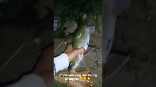 Umpan jitu ikan Baung shots fish mancing [upl. by Eenaej462]