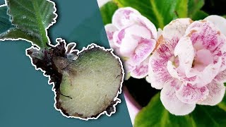 HOW TO PROPAGATE GLOXINIA PLANT BY DIVIDING A TUBER [upl. by Staford]