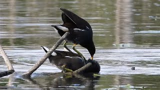 Corteggiamento e accoppiamento della Gallinella d’acqua [upl. by Ierbua829]