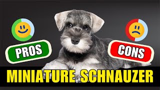 Miniature Schnauzer Should You Get One The Pros and Cons Explained [upl. by Bittner]